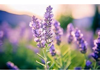 法國薰衣草Lavender oil Frensh-10ml