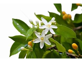 橙花 Neroli oil-10ml