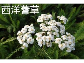西洋耆草 Yarrow oil-10ml