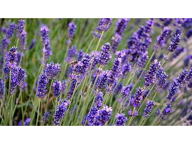 真正/高山薰衣草Lavender oil-10ml