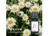 羅馬洋甘菊Chamomile Roman oil-10ml