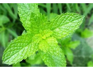 冬季香薄荷 精油 Winter Savory oil 10ml