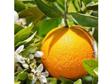 苦橙 Orange oil bitter-10ml