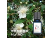 香桃木 Myrtle oil-10ml