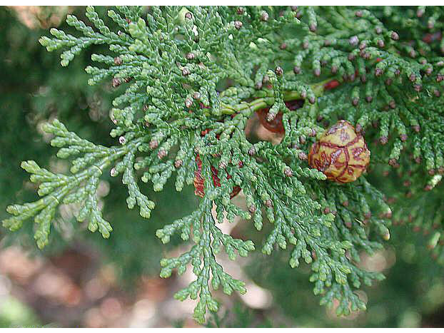 扁柏 Hinoki oil- 10ml