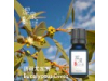 薄荷尤加利Eucalyptus Dives-10ml