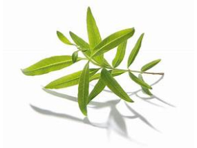 馬鞭草Verbena oil-10ml