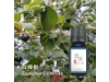 白樟樹Camphor oil white-10ml